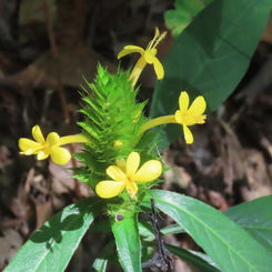 Barleria oenotheroides