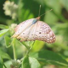 White Peacock (Anartia jatrophae)