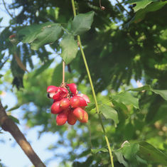 Bread and Cheese Plant (Paullinia pinnata)