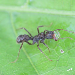 Ectatomma ruidum Ant (Female)