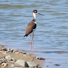 Black-necked Stilt (Himantopus mexicanus)
