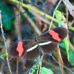 Red Postman (Heliconius erato)