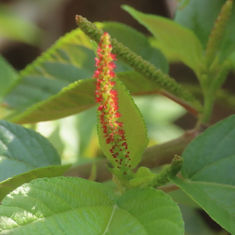 Shrubby Copperleaf (Acalypha phleoides)
