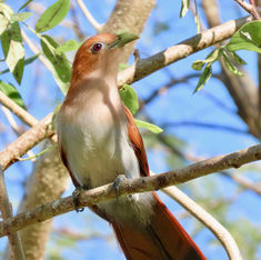 Squirrel Cuckoo (Piaya cayana)