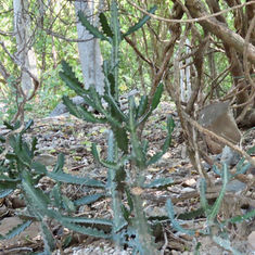 Mottled Spurge (Euphorbia lactea)