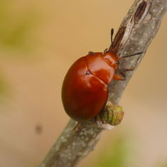 Aegithus melaspis - Pleasing Fungus Beetle