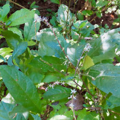 Guinea Hen Weed (Petiveria alliacea)
