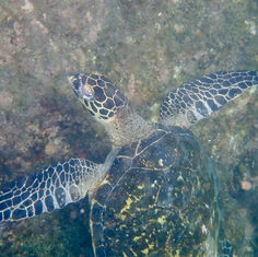Hawksbill Sea Turtle (Eretmochelys imbricata)