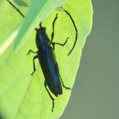 Ischnocnemis caerulescens