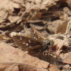 Toltec Roadside-Skipper (Amblyscirtes tolteca)