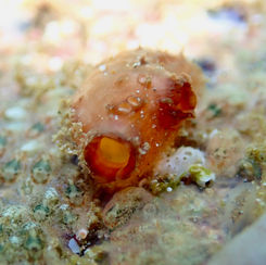 Sea Squirt (Tunicate)