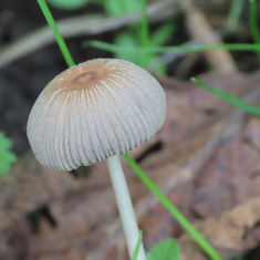 Genus Parasola - Mushroom