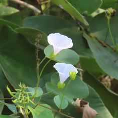 Jacquemontia mexicana
