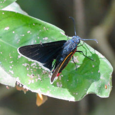 Blue-collared Firetip (Mysoria amra)