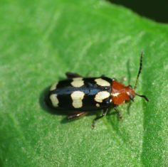 Disonycha trifasciata