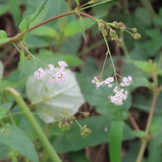 Erect Spiderling (Boerhavia erecta)