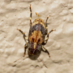 Fungus Weevils (Family Anthribidae)