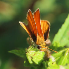 Southern Skipperling (Copaeodes minima)