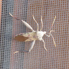 Pale-tipped Mozena (Mozena lunata)