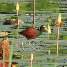 Northern Jacana (Jacana spinosa)