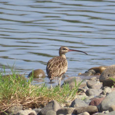 Hudsonian Whimbrel (Numenius hudsonicus)