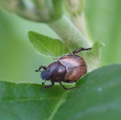 Anomalini Chafer Beetle