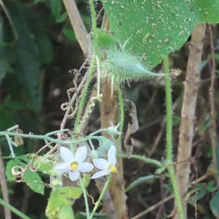 Balsam Apple (Genus Echinopepon)