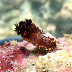 Sea Cucumber (Unknown) - Holothuria (Genus)