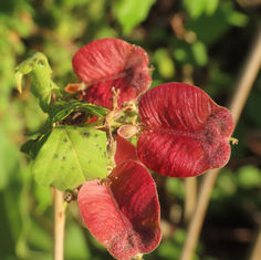 Genus Serjania