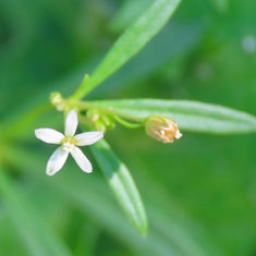 Green Carpetweed (Mollugo verticillata)