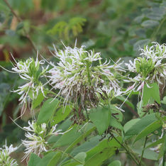 Pom Pom Orchid Tree (Bauhinia divaricata)