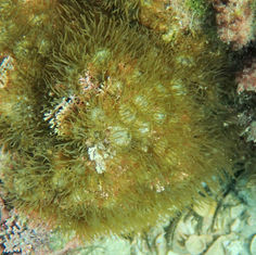 Pale Anemone (Exaiptasia diaphana)