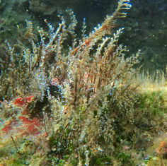 Christmas Tree Hydroid (Pennaria disticha)