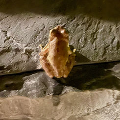 Mexican Smilisca Frog (Smilisca baudinii)