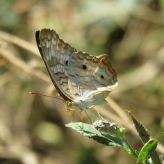 White Peacock (Anartia jatrophae)
