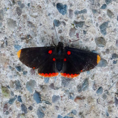 Red-bordered Pixie (Melanis pixe)