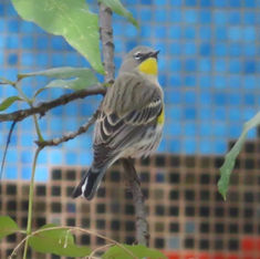 Yellow-rumped Warbler (Setophaga coronata)