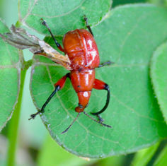 Leaf-rolling Weevils (Genus Omolabus)