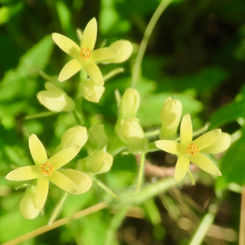 Gronovia scandens
