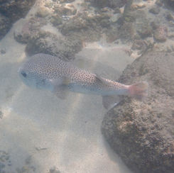 Spotted Porcupinefish (Diodon hystrix)