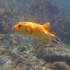 Guineafowl Puffer (Arothron meleagris) - Golden Form