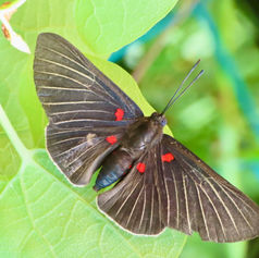 White-rayed Metalmark (Melanis Cephise)