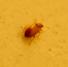 Genus Corticaria