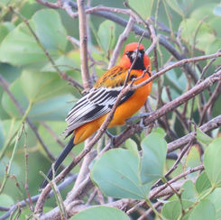 Streak-backed Oriole (Icterus pustulatus)