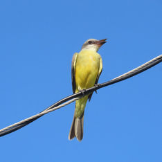 Tropical Kingbird (Tyrannus melancholicus)