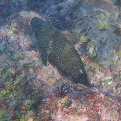 Giant Hawkfish (Cirrhitus rivulatus)