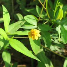 Gold Medallion (Melampodium divaricatum)
