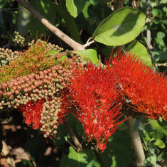 Bushwillow (Combretum farinosum)