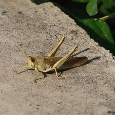 Gray Bird Grasshopper - Schistocerca nitens