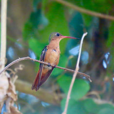 Cinnamon Hummingbird (Amazilia rutila)
